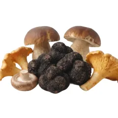 Trufas e Cogumelos